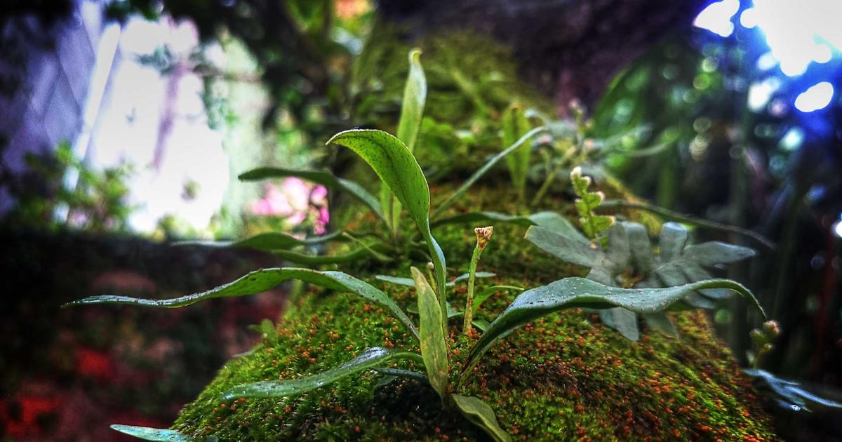 Nginx Proxy Manager: Reverse Proxy for Your Homelab