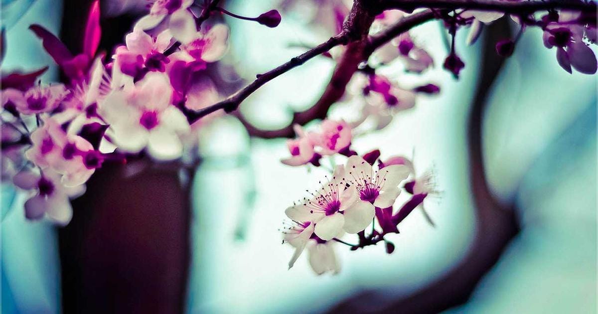 pfSense vs OPNsense: Open-Source Firewall for Homelab