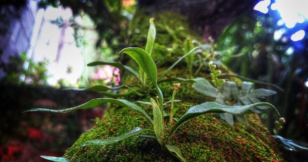 Nginx Proxy Manager: Reverse Proxy for Your Homelab