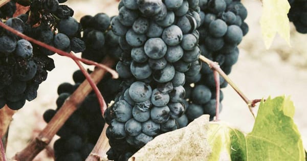 Open WebUI: Best Frontend for Local LLMs on Your Homelab